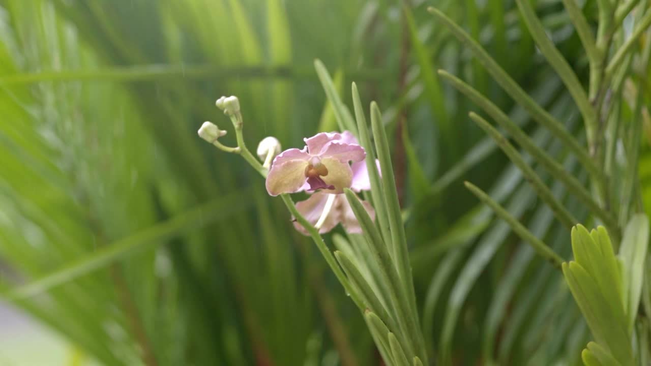 紫玫瑰蛾子兰花在棕榈树之间，小雨落在背景中视频素材