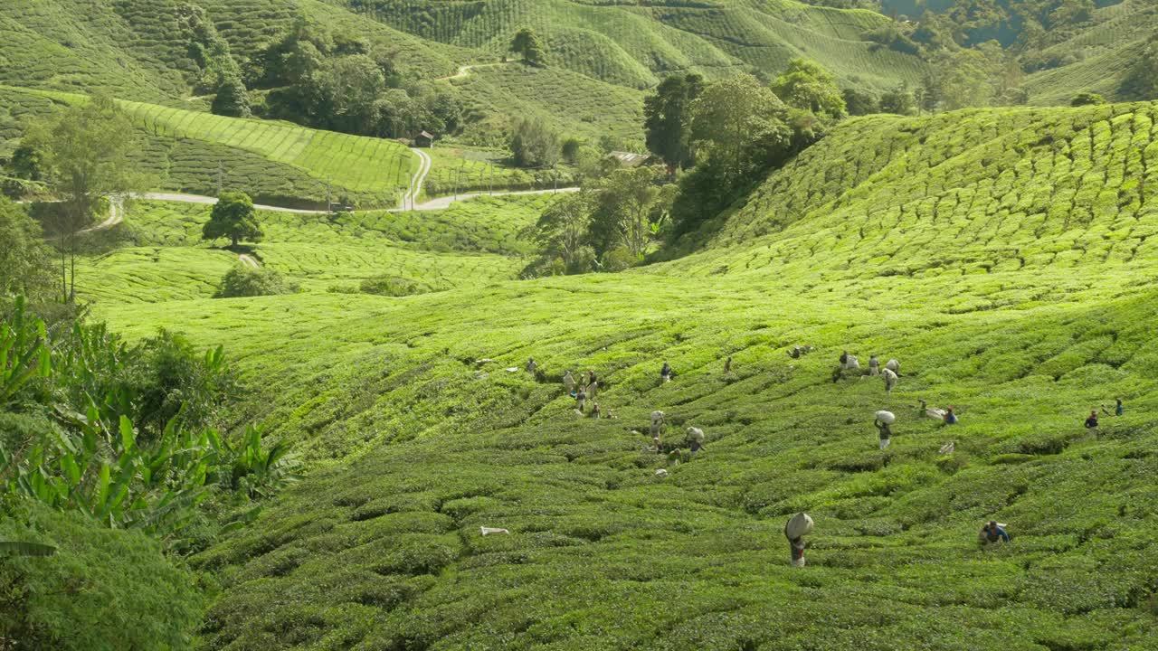 在马来西亚金马仑高地的这个茶园里，连绵起伏的茶园和收割茶叶的工人。在阳光明媚的日子里，用视差相机移动的慢动作视频下载