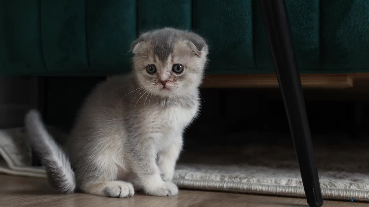 一只灰色的苏格兰折耳猫在客厅的沙发旁休息。视频下载