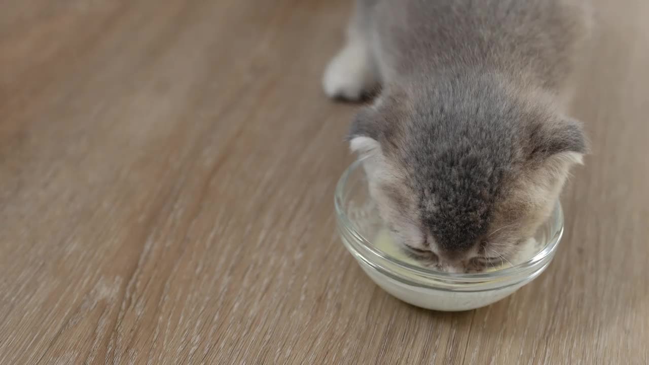 一只可爱的苏格兰折耳猫的特写，它从杯子里吃东西。视频下载