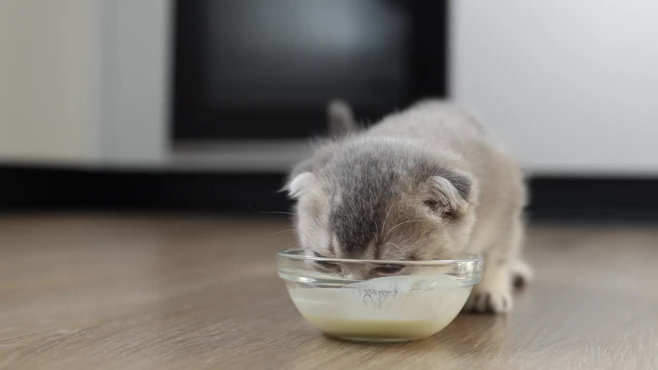 一只可爱的苏格兰折耳猫喝牛奶的特写。视频下载