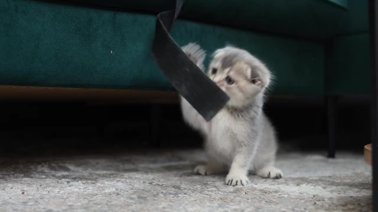 一只可爱的苏格兰折耳猫在客厅的沙发旁玩耍。视频下载