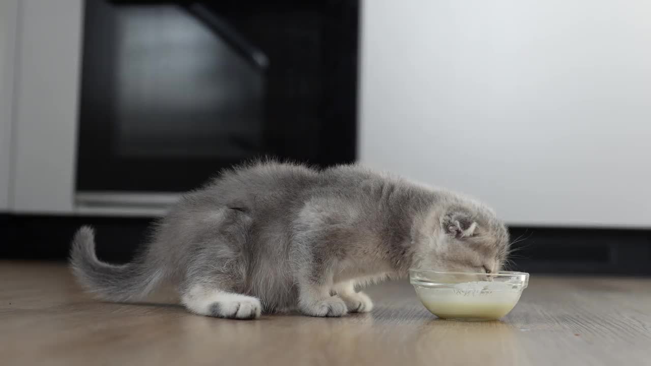 一只可爱的英国小猫在厨房用一个透明的杯子吃东西。视频下载