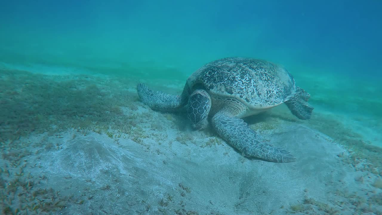 海龟在沙质海底吃绿海草，扬起淤泥云视频素材