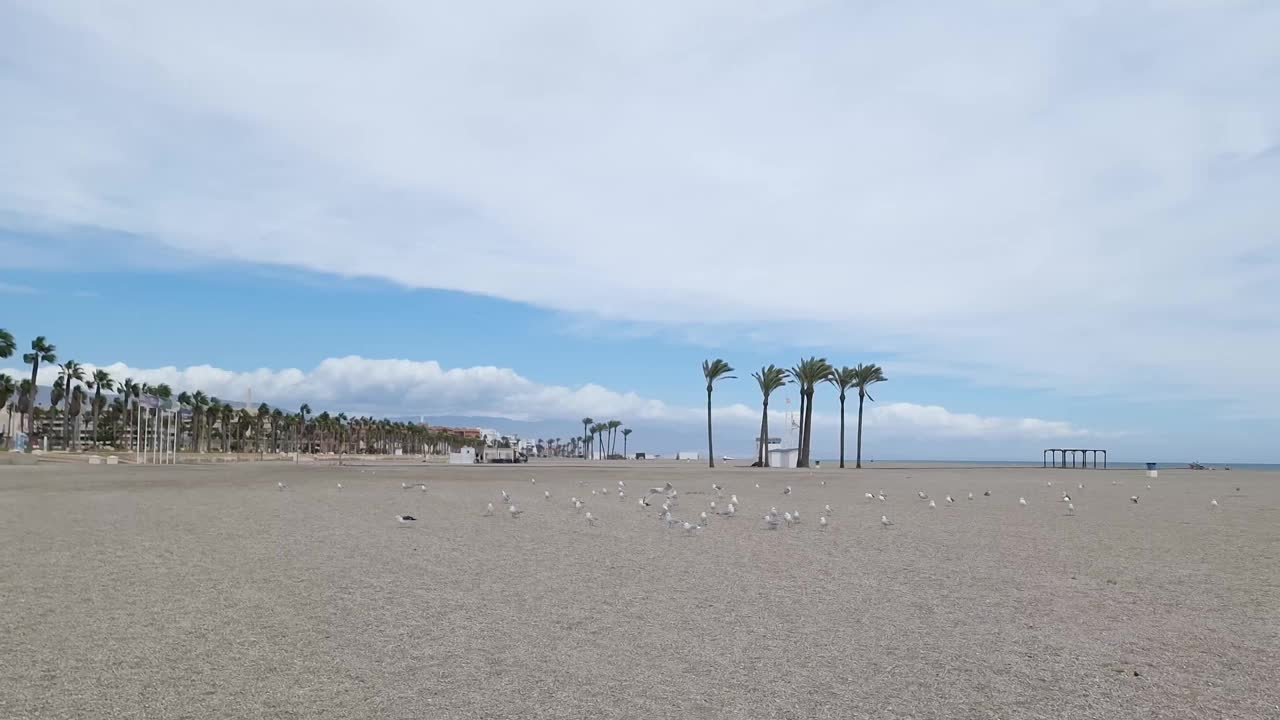 海鸥在沙滩上盘旋，背景是大海和棕榈树视频素材