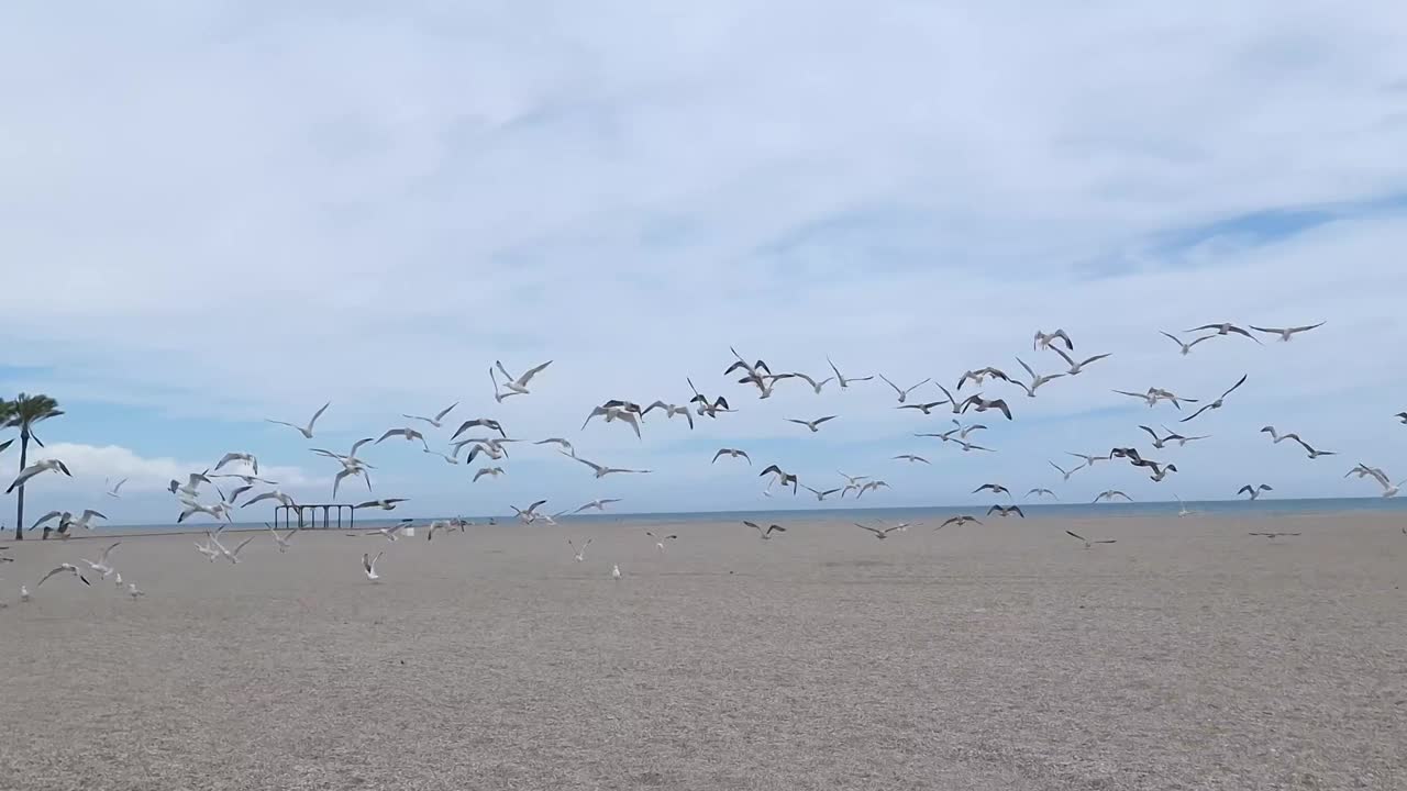 海鸥在沙滩上盘旋，背景是大海和棕榈树视频下载