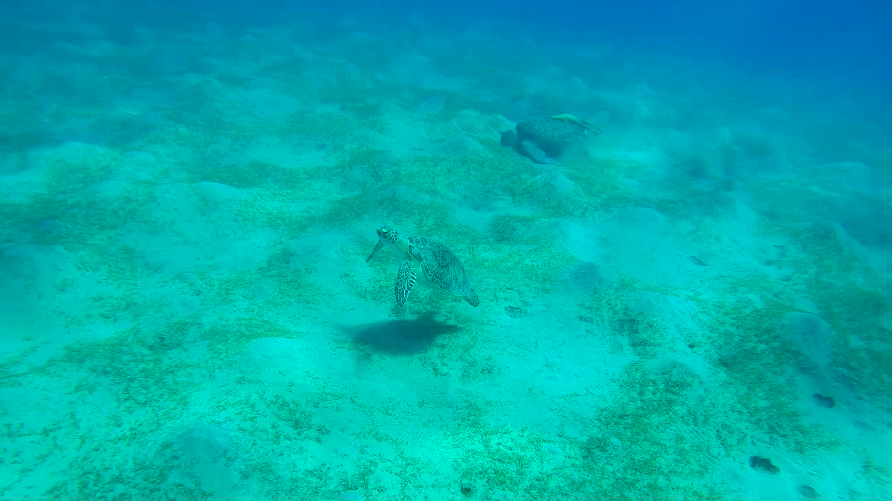 两只海龟在丘陵的海床上，首先慢慢地游上来，然后吃海草视频素材