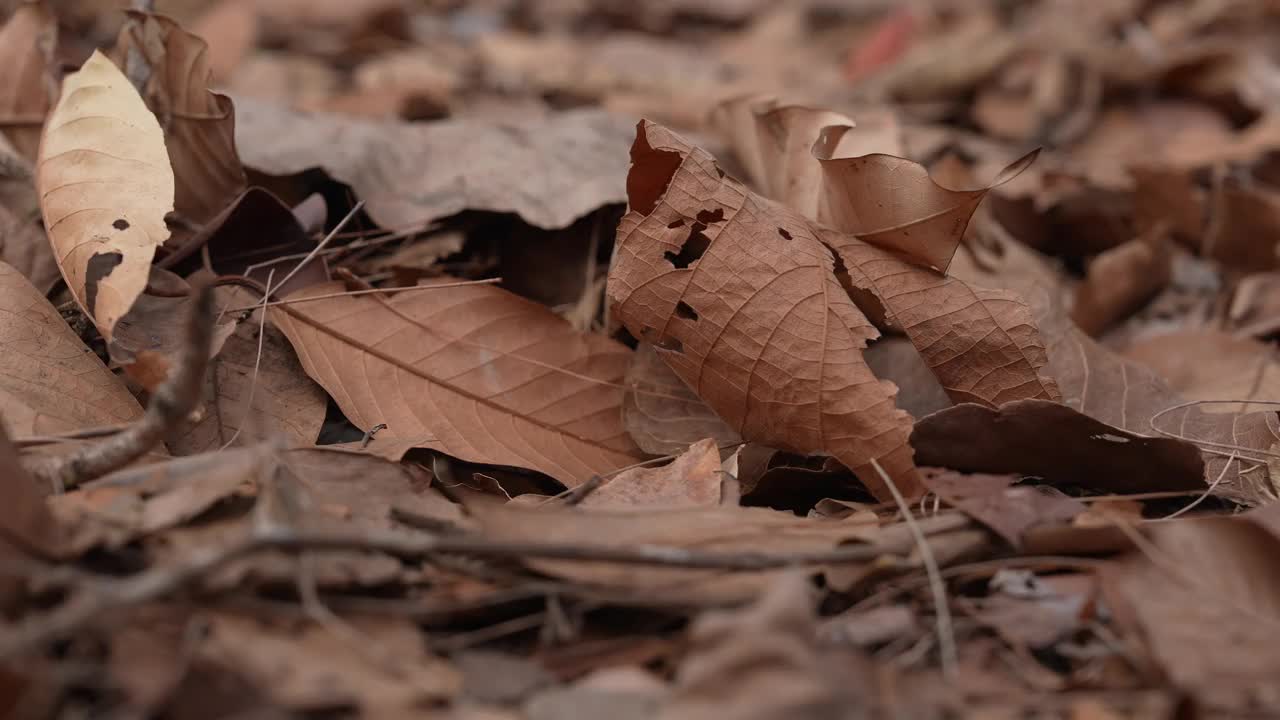 树木因全球变暖而枯死。视频下载