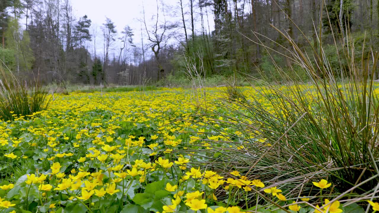 春天草地上盛开的金盏花(Caltha palustris L.)的全景图。视频素材