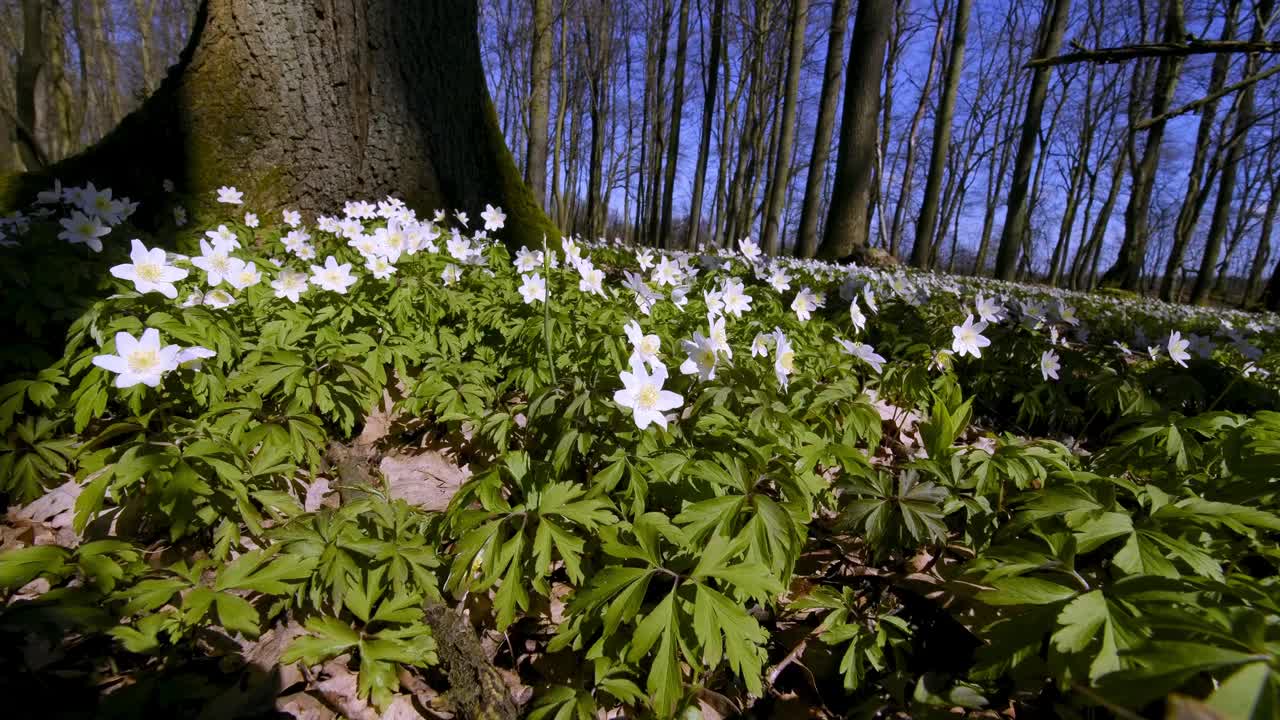 森林地面的春季花主要是海葵(Anemone L.)和各种颜色的矢车菊(Corydalis DC.)。视频下载