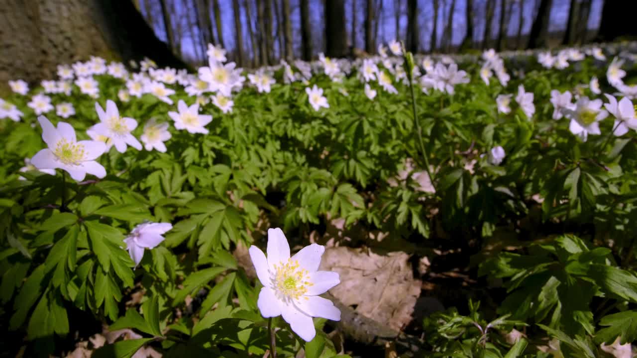 森林地面的春季花主要是海葵(Anemone L.)和各种颜色的矢车菊(Corydalis DC.)。视频下载