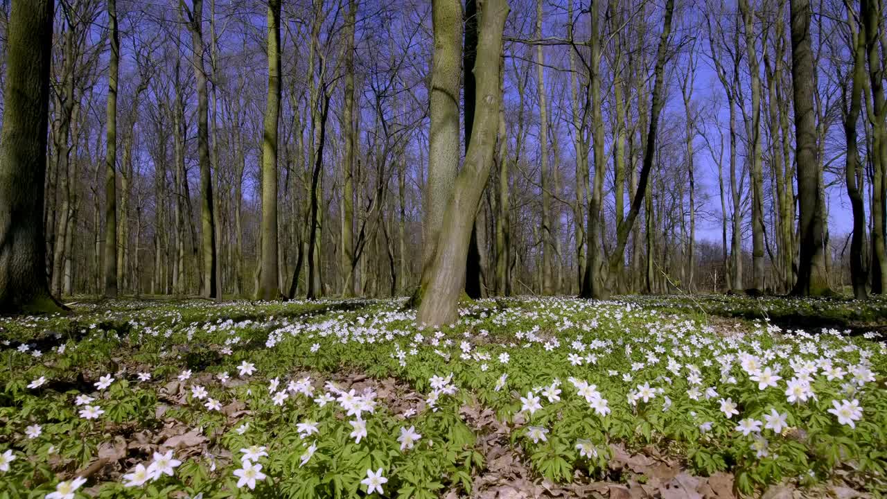 森林地面的春季花主要是海葵(Anemone L.)和各种颜色的矢车菊(Corydalis DC.)。视频下载