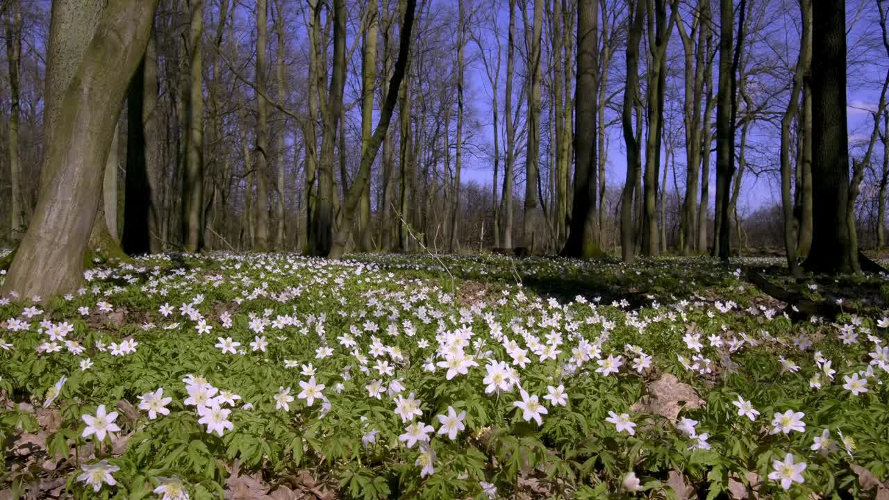 森林地面的春季花主要是海葵(Anemone L.)和各种颜色的矢车菊(Corydalis DC.)。视频素材