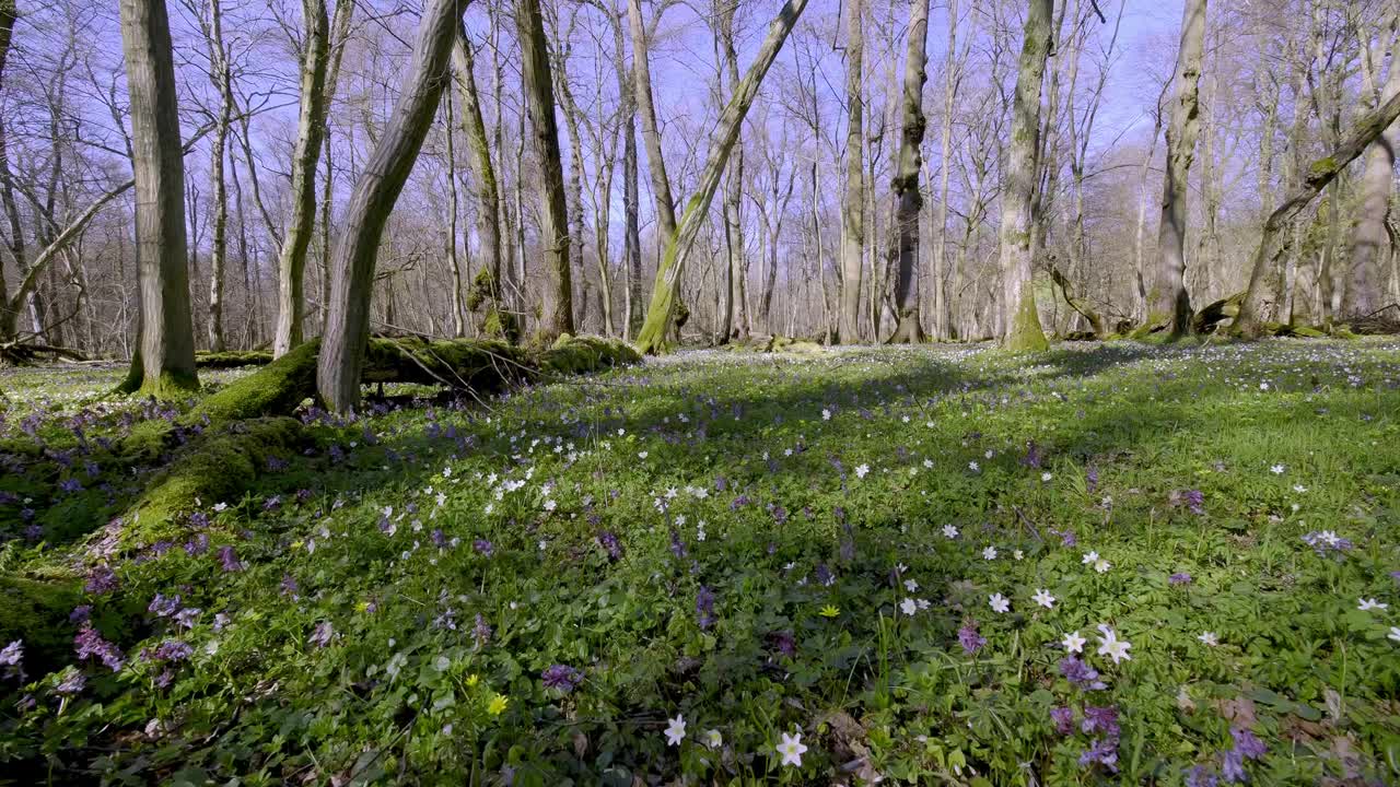 森林地面的春季花主要是海葵(Anemone L.)和各种颜色的矢车菊(Corydalis DC.)。视频素材