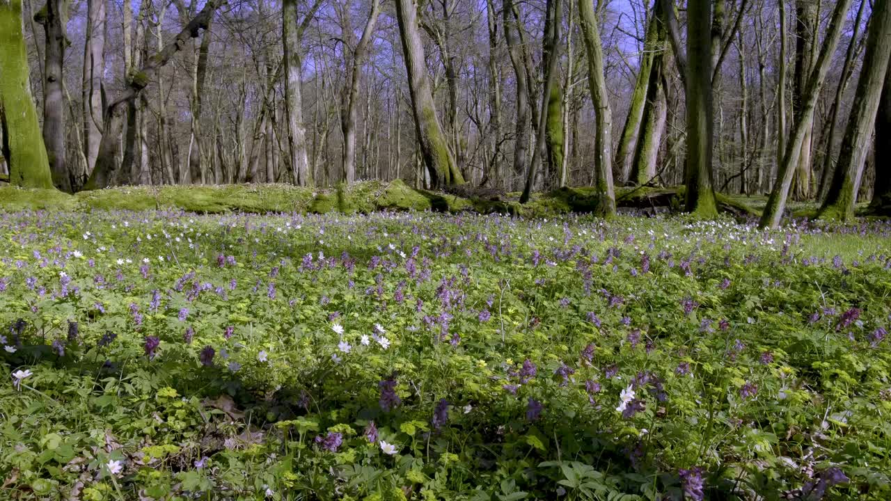 森林地面的春季花主要是海葵(Anemone L.)和各种颜色的矢车菊(Corydalis DC.)。视频素材