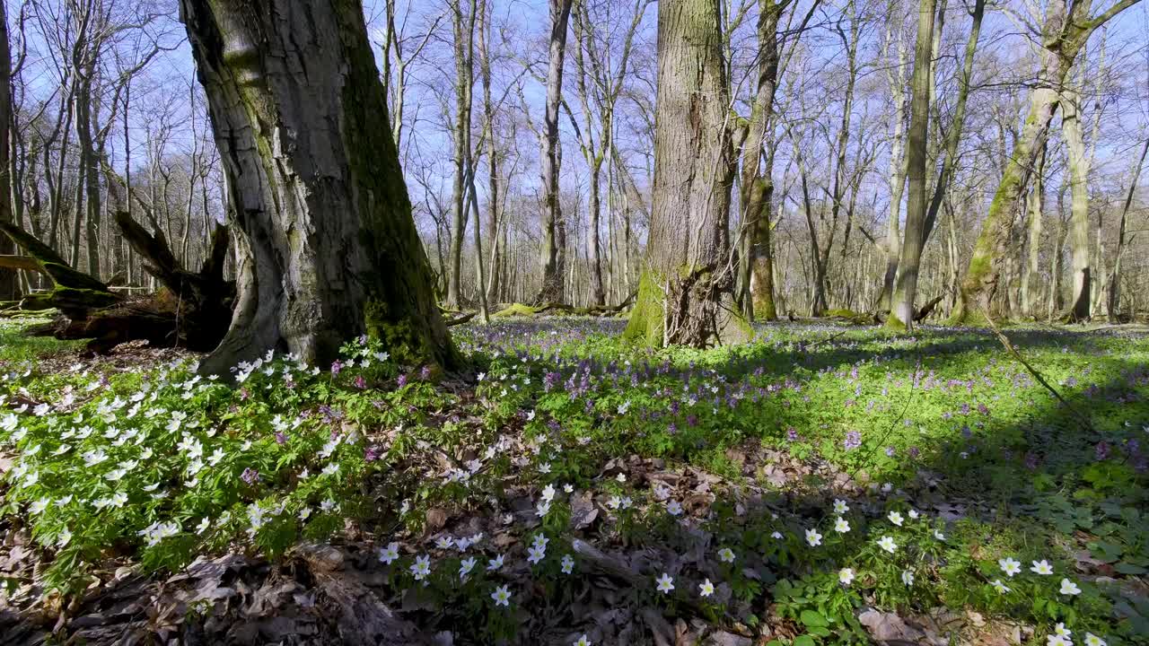 森林地面的春季花主要是海葵(Anemone L.)和各种颜色的矢车菊(Corydalis DC.)。视频素材