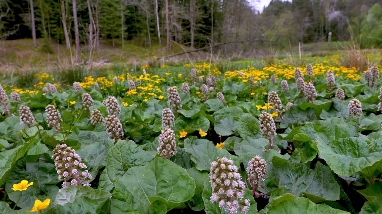 春天草地的全景，盛开的葫芦(Caltha palustris L.)和butterbur (Petasites Mill.)。视频下载