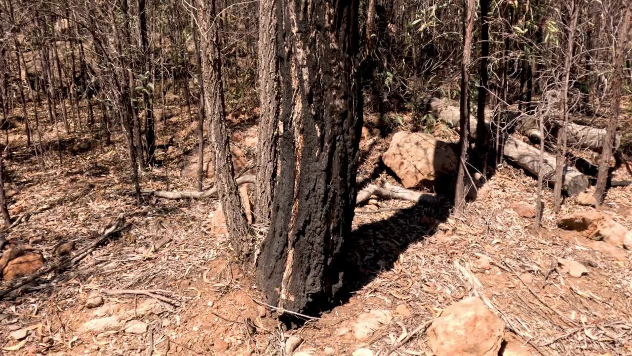 全景森林漫步体验视频素材