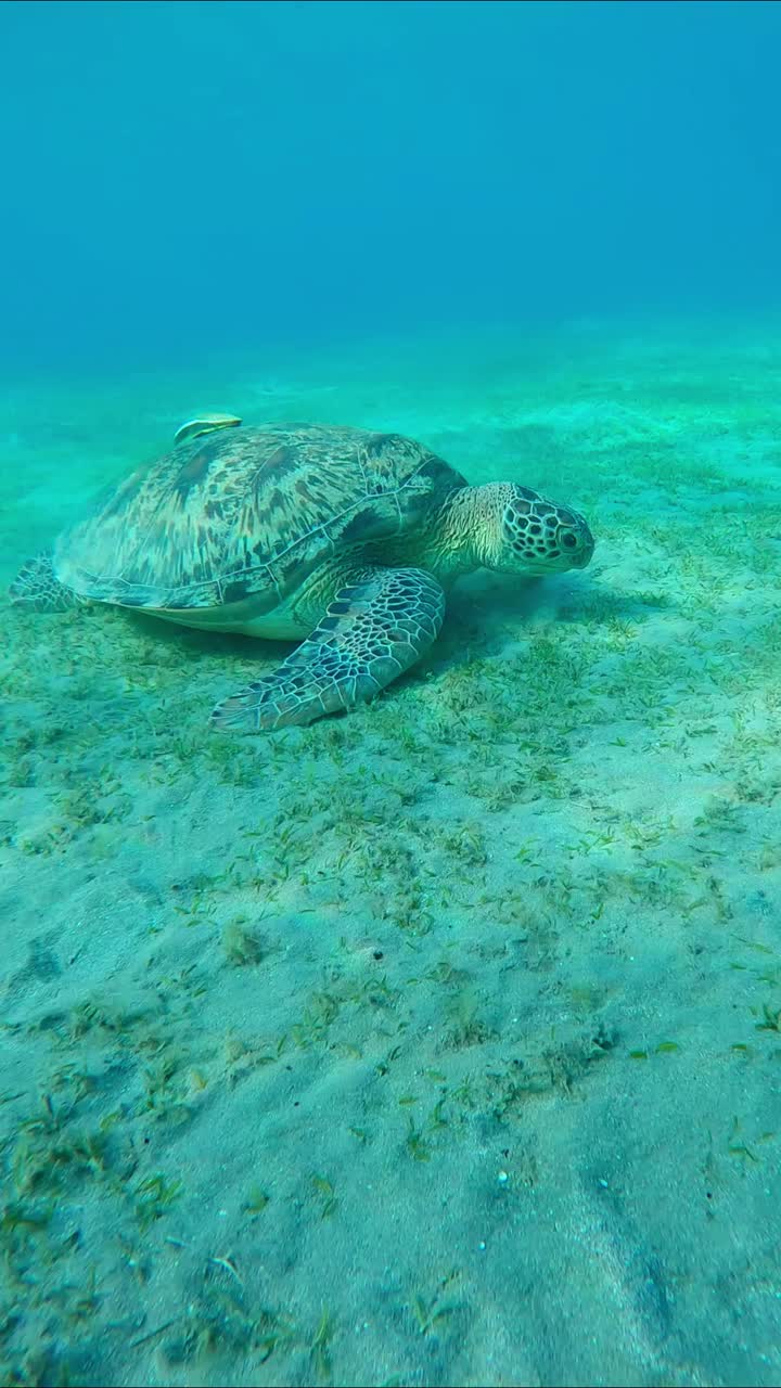 海龟一边吃着绿色的海草，一边沿着海底前进视频素材