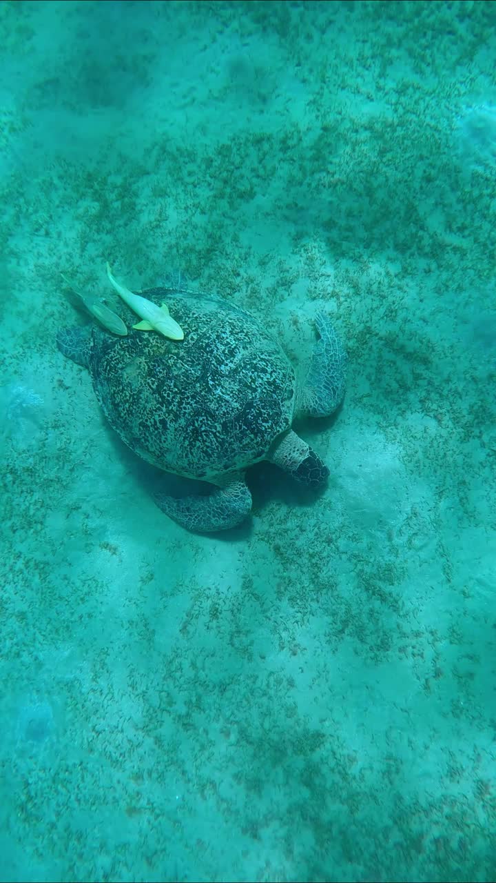 海龟在海底贪婪地吃着绿色的海草，慢镜头。绿海龟(学名:Chelonia mydas)视频素材