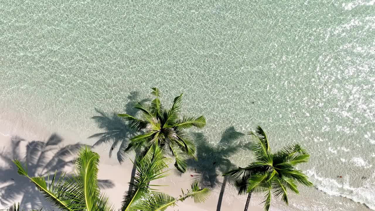 夏日棕榈树和热带海滩，蓝色的海滨背景视频素材