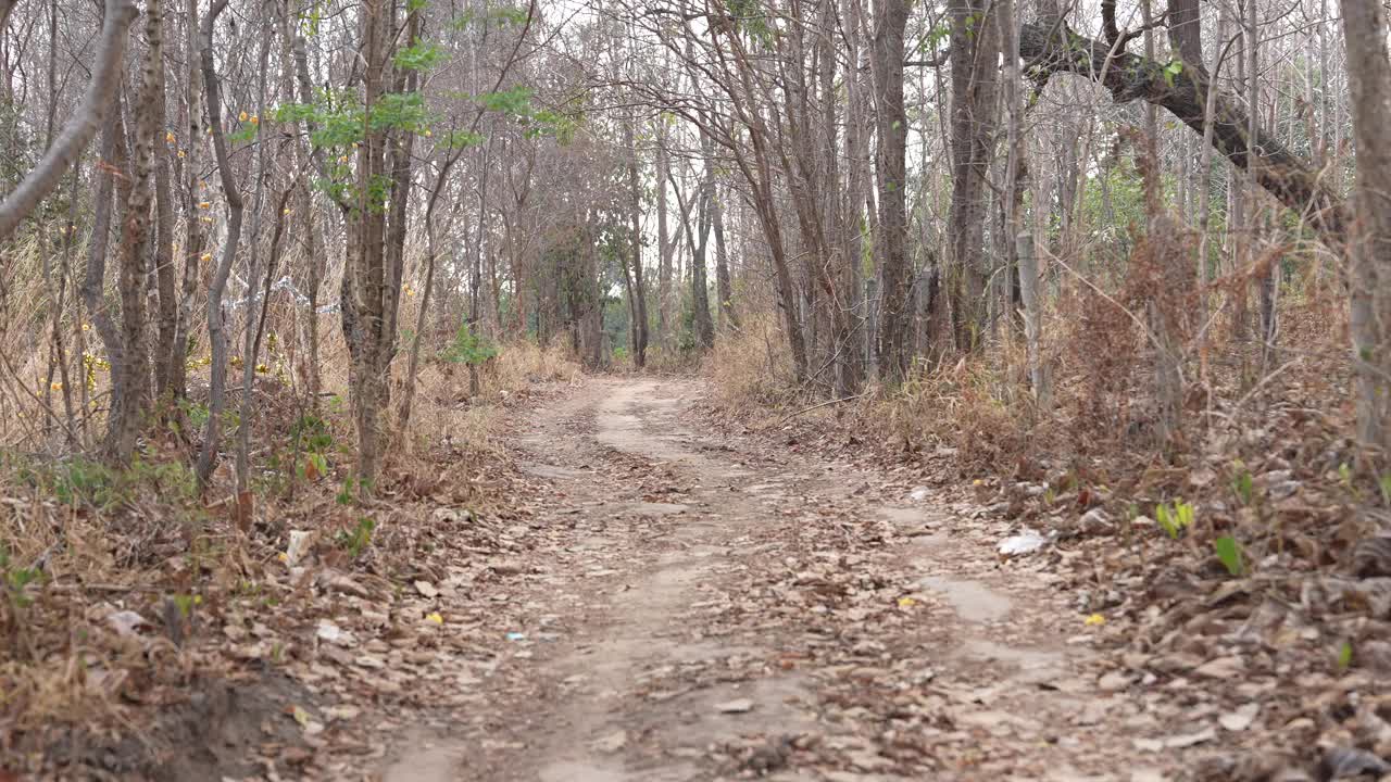 树木因全球变暖而枯死。视频素材