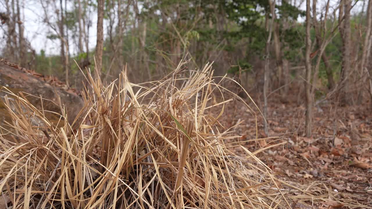 树木因全球变暖而枯死。视频下载