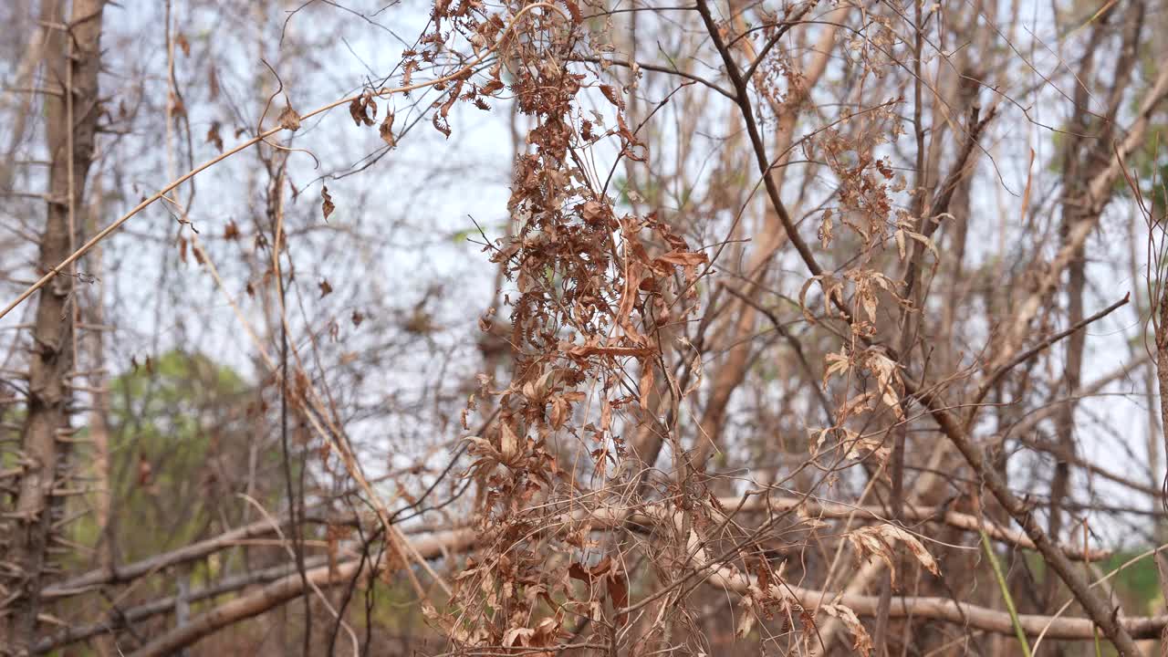 树木因全球变暖而枯死。视频下载