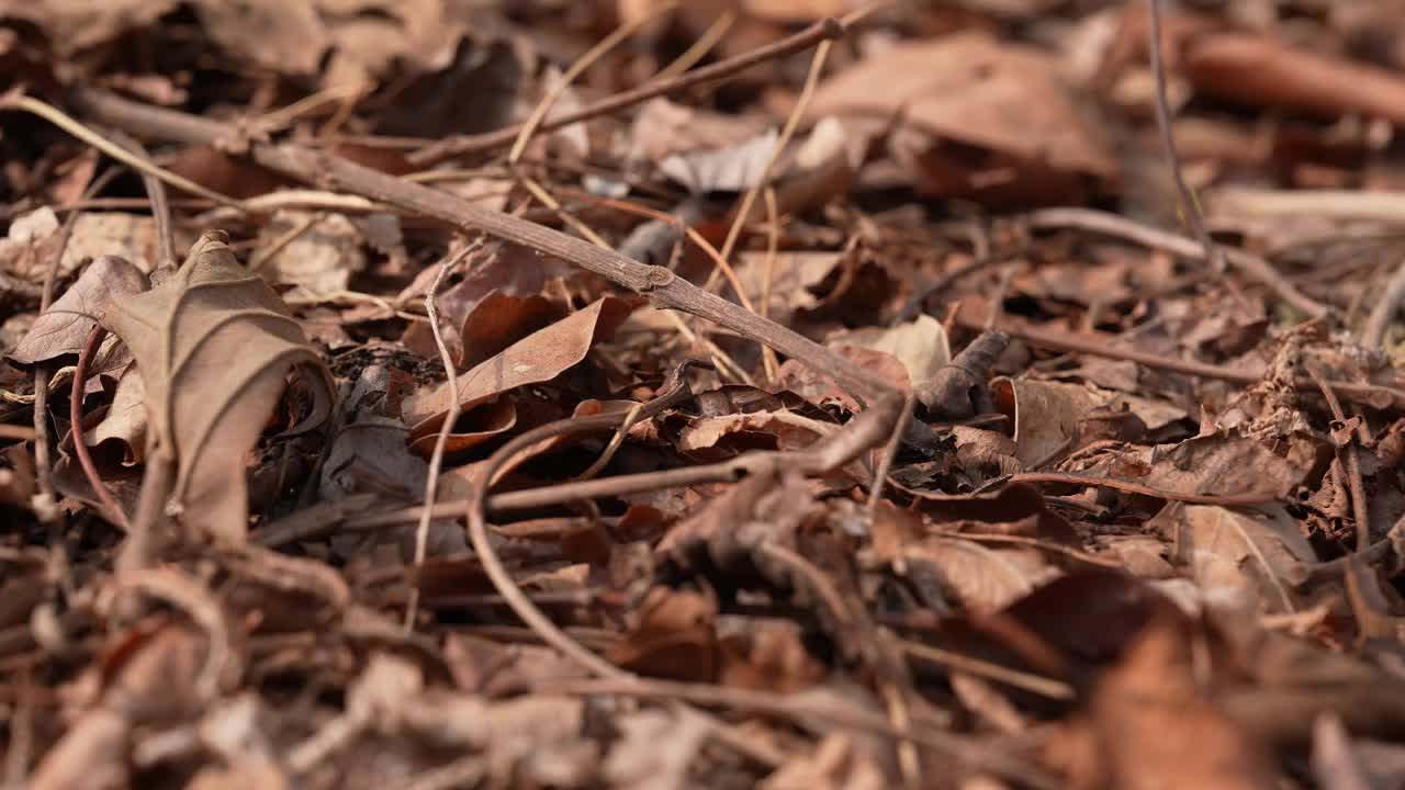 树木因全球变暖而枯死。视频下载