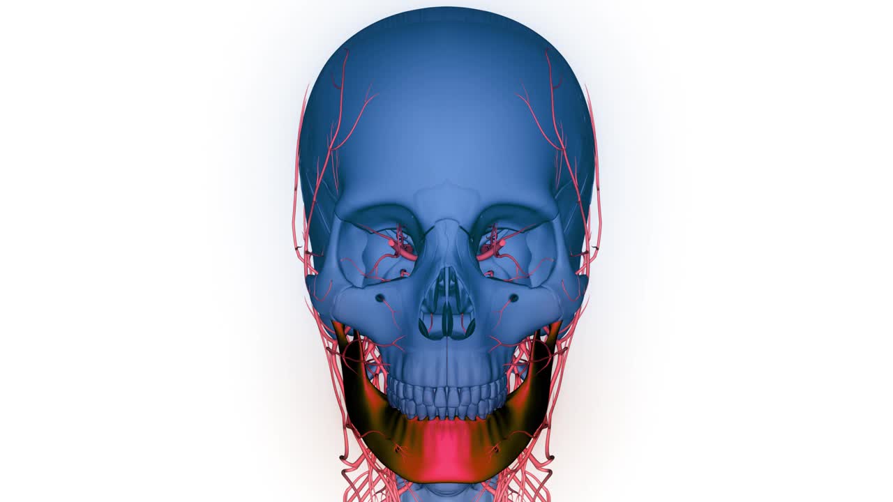 人类骨骼系统头骨骨骼部分下颌骨解剖动画概念视频素材