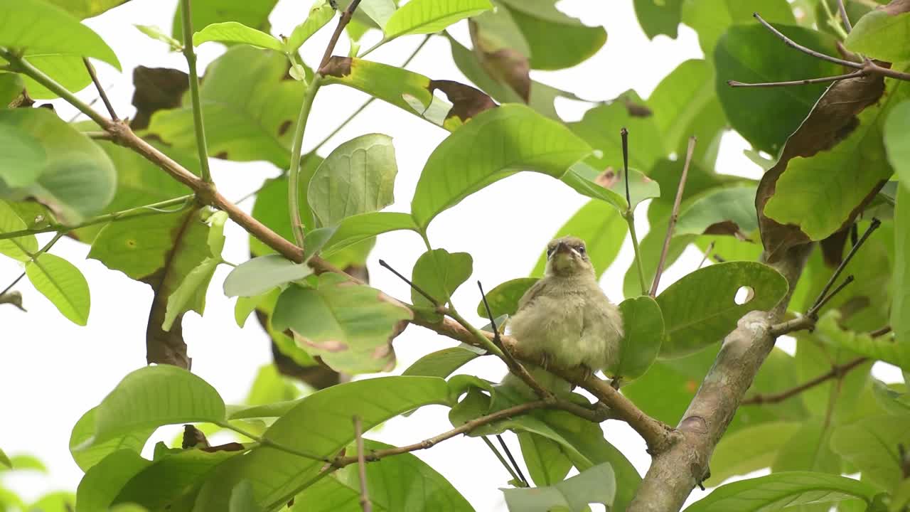 饥饿的雏鸟:在茂密的树梢上，父母喂养雏鸟。视频素材