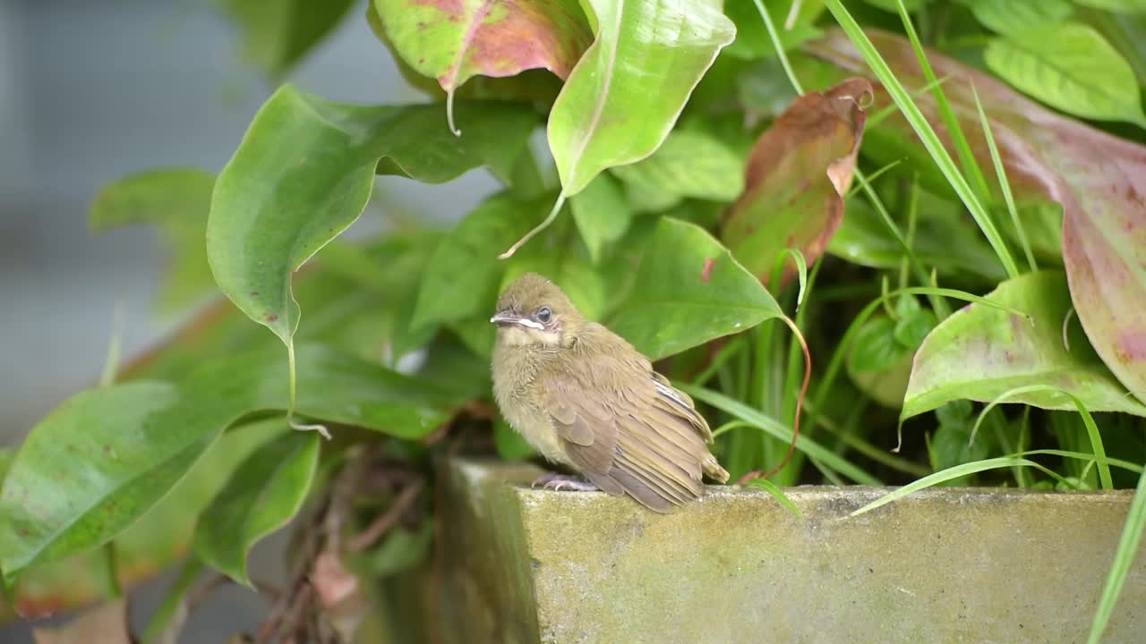 斑纹耳球头(学名:Pycnonotus blanfordi)，羽翼未长:雏鸟栖息在绿色植物中的花盆边缘视频素材