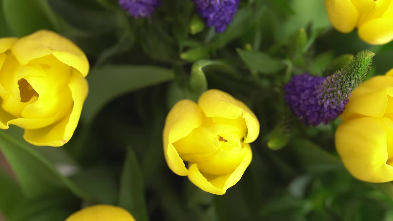 微距拍摄黄色郁金香花束和维罗妮卡花，俯视图。盛开的黄色郁金香花旋转，近看。视频素材