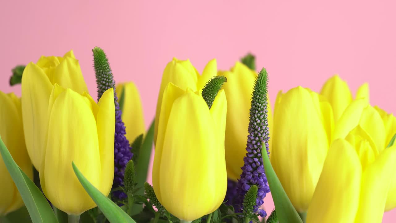 微距拍摄黄色郁金香花束和维罗妮卡花在粉红色的背景。盛开的黄色郁金香花旋转，近看。节日礼物，花束，花蕾。视频素材