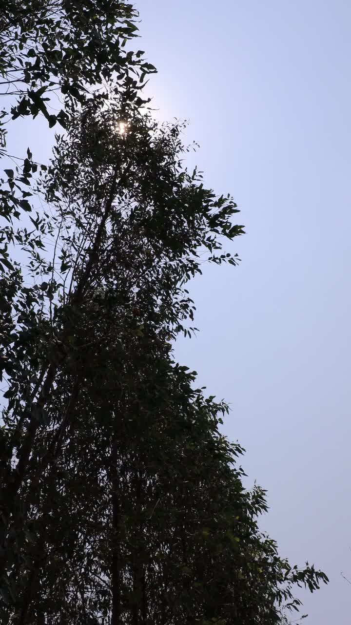一棵桉树的叶子被风暴吹走的垂直视图。视频素材