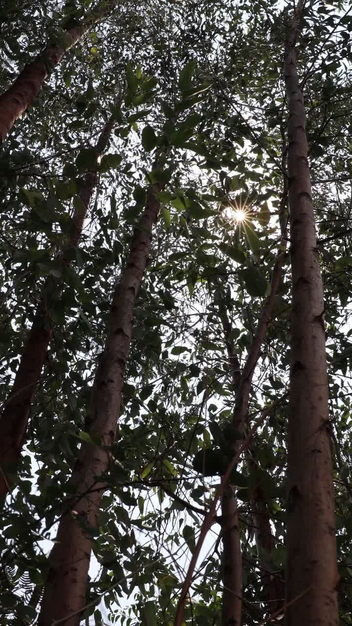 一棵桉树底部附近的一簇树叶被风暴吹走的特写垂直视图。视频下载