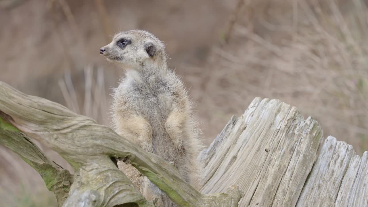 苏里卡塔站在警卫上。好奇的猫鼬(Suricata suricatta)。视频下载