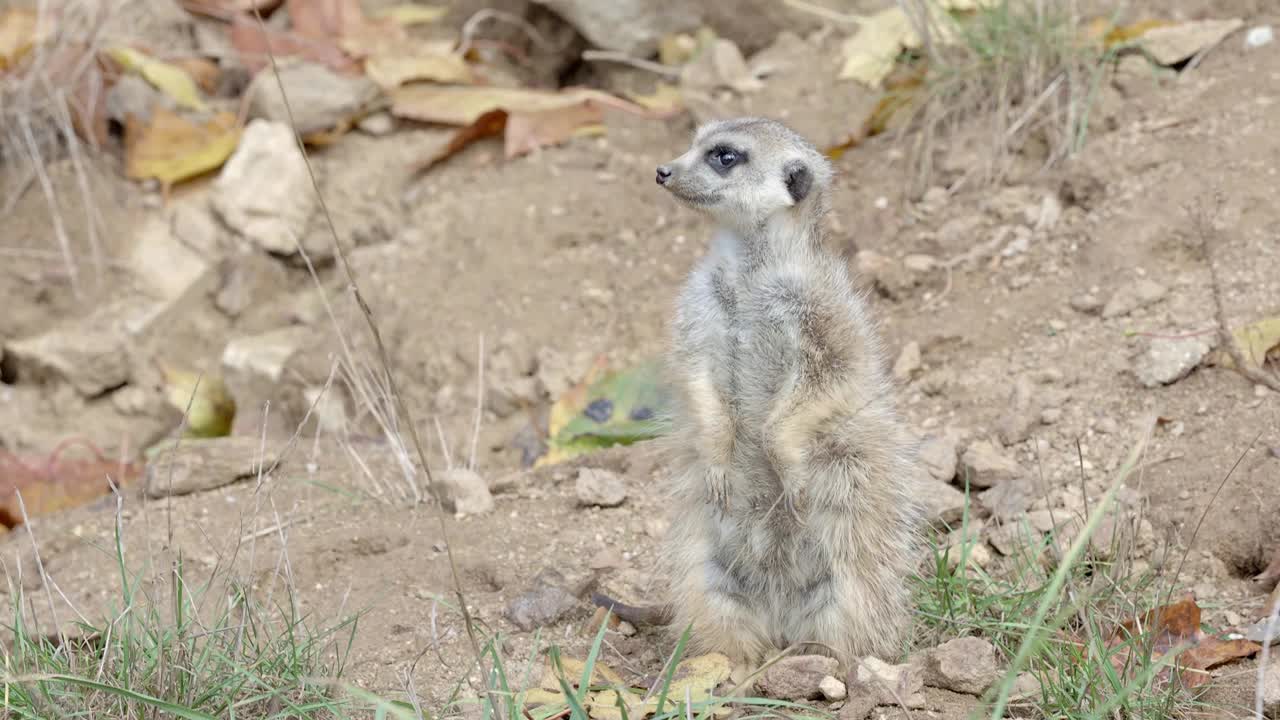 苏里卡塔站在警卫上。好奇的猫鼬(Suricata suricatta)。视频下载