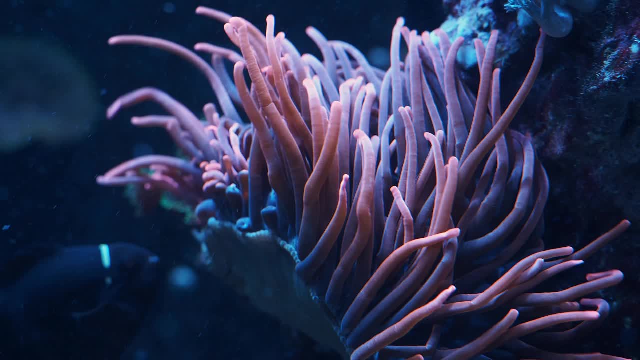 水族馆里五颜六色的热带珊瑚和海葵视频下载