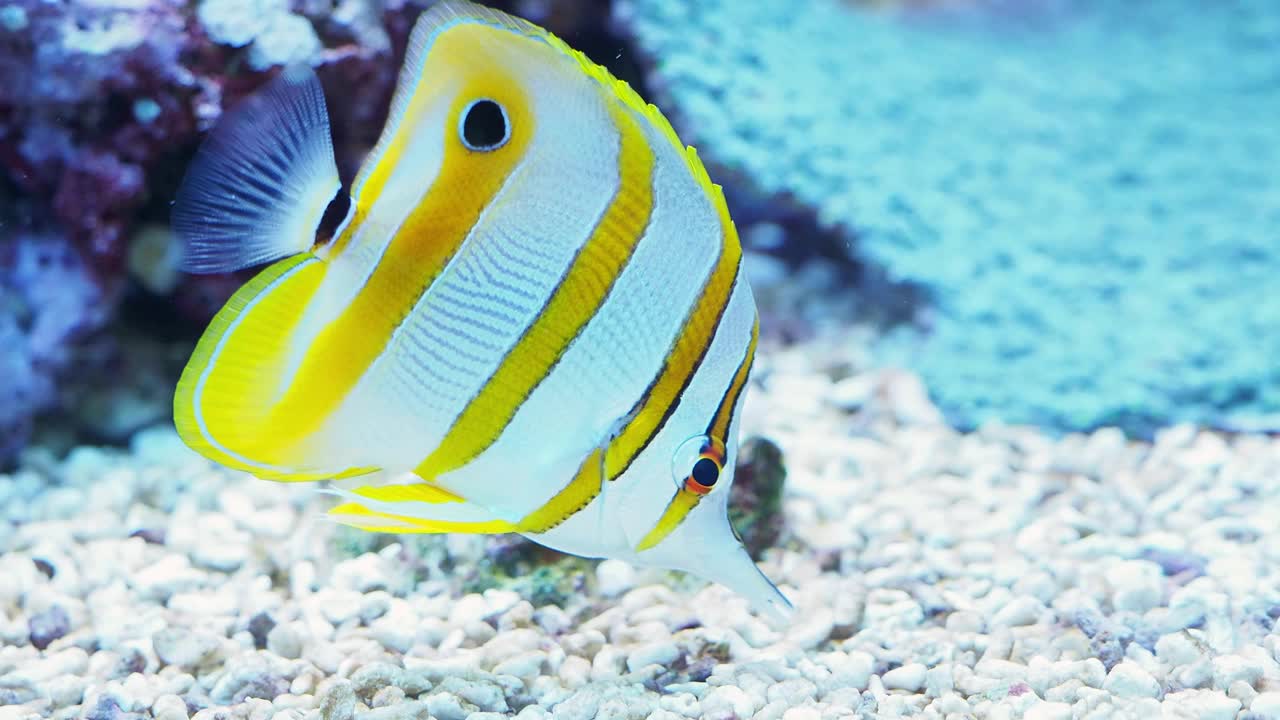 水族馆里的珊瑚鱼视频下载