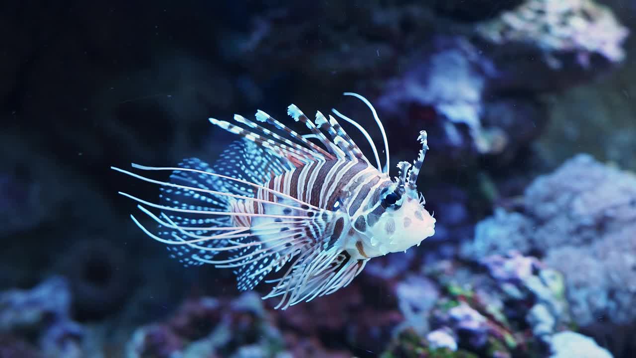 奇异的红狮子鱼，水族馆里的危险鱼类视频下载