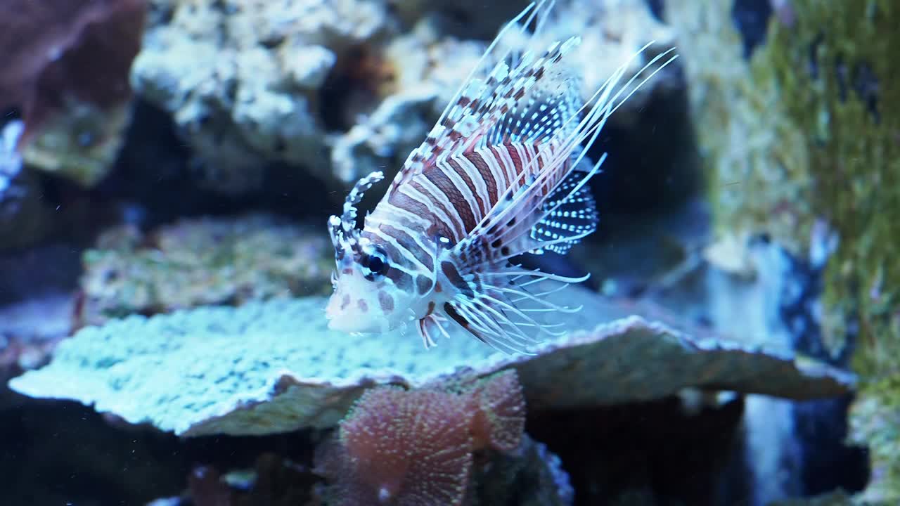 奇异的红狮子鱼，水族馆里的危险鱼类视频下载