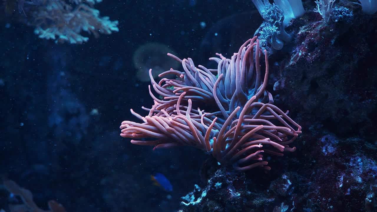 水族馆里五颜六色的热带珊瑚和海葵视频下载