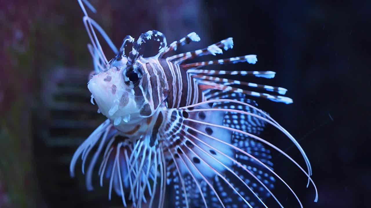 奇异的红狮子鱼，水族馆里的危险鱼类视频下载