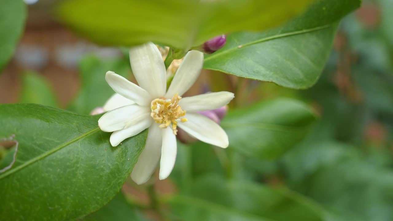 柠檬树花的特写镜头周围的绿叶对模糊的背景视频素材