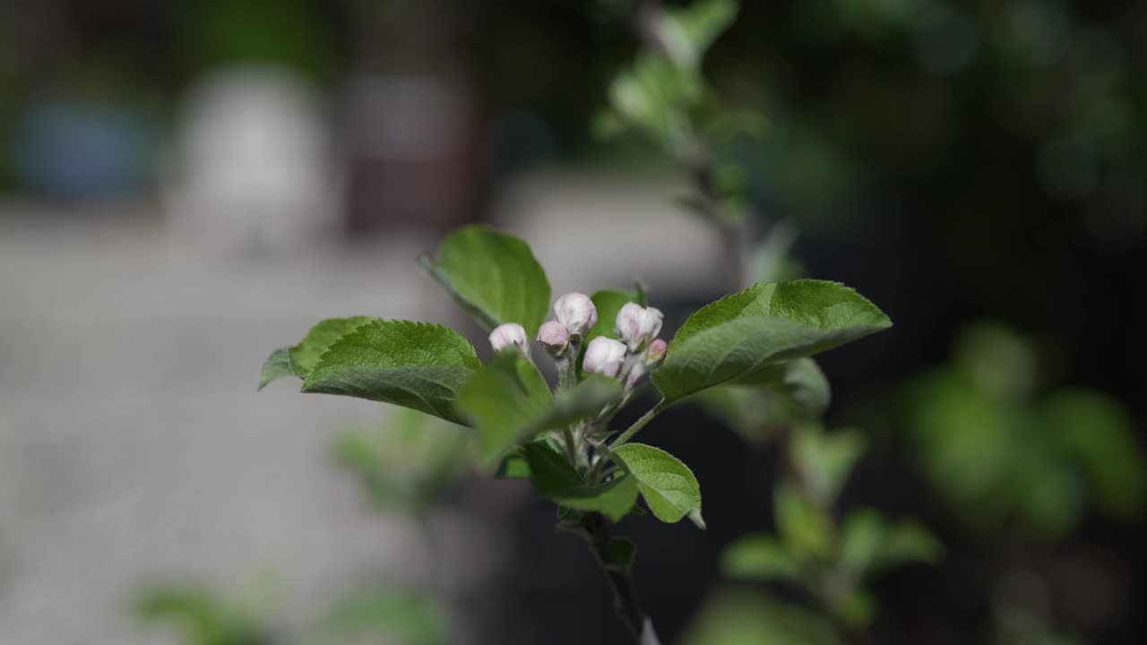 花蕾被绿叶包围的特写镜头，背景模糊视频素材