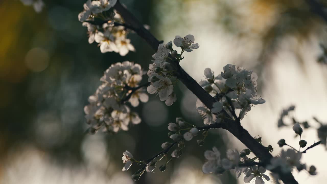 白色簇花的特写镜头在阳光的散景背景下绽放视频素材