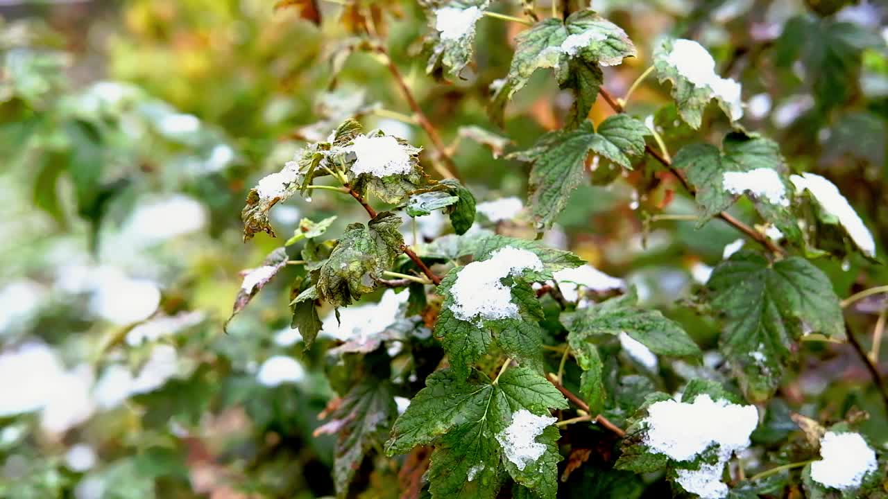 又湿又粘的雪铺在绿叶上。冬天快到了。深秋初雪视频下载