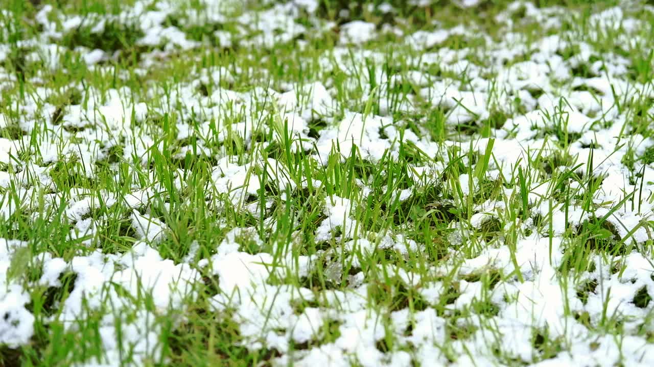 第一场雪落在绿色的草坪上。前视图。冬天快到了。深秋初雪视频下载