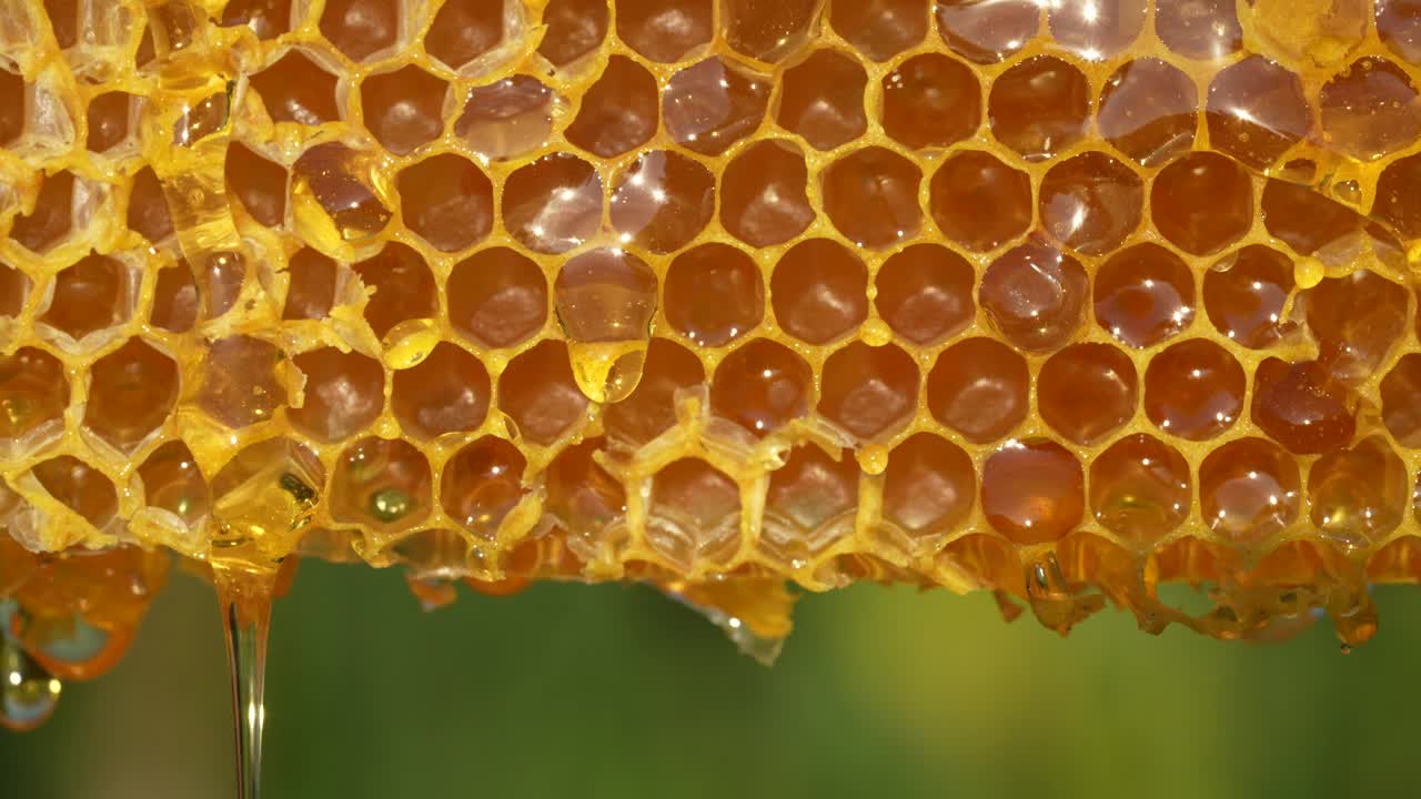 在蜂巢上工作的蜜蜂。蜂巢，蜂蜡细胞与蜂蜜和蜜蜂，宏观视频下载